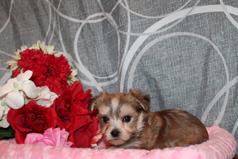 puppy, for, sale, Morkie, Matthew B. Stoltzfus, dog, breeder, Gap, PA, dog-breeder, puppy-for-sale, forsale, nearby, find, puppyfind, locator, puppylocator, aca